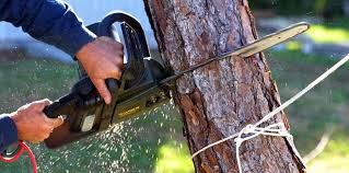 Best Tree Disease Treatment  in Abram, TX
