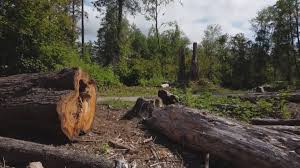 Best Arborist Consultation Services  in Abram, TX