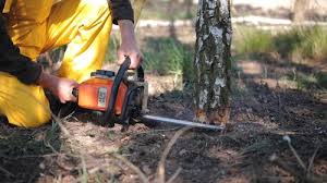 Abram, TX Tree Services Company