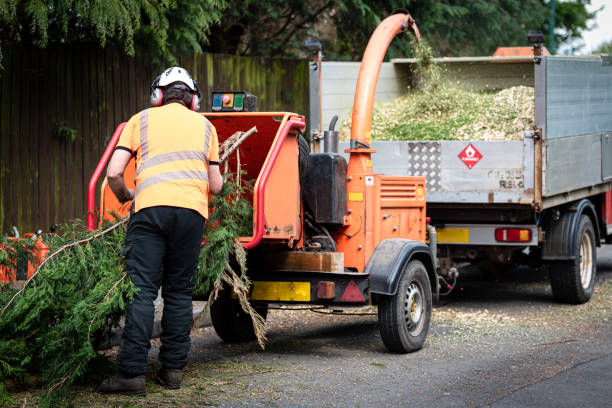 Best Lawn Maintenance Plans  in Abram, TX