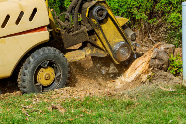 Best Fruit Tree Pruning  in Abram, TX