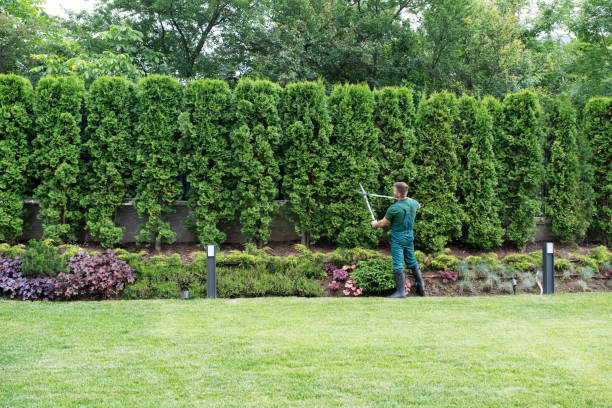 Best Tree Mulching  in Abram, TX