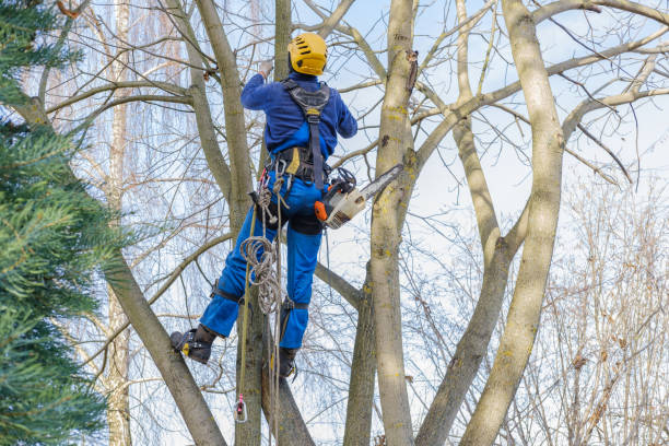 How Our Tree Care Process Works  in  Abram, TX