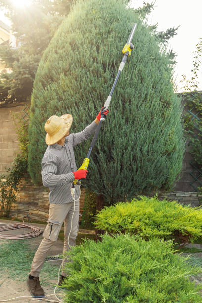 Leaf Removal in Abram, TX